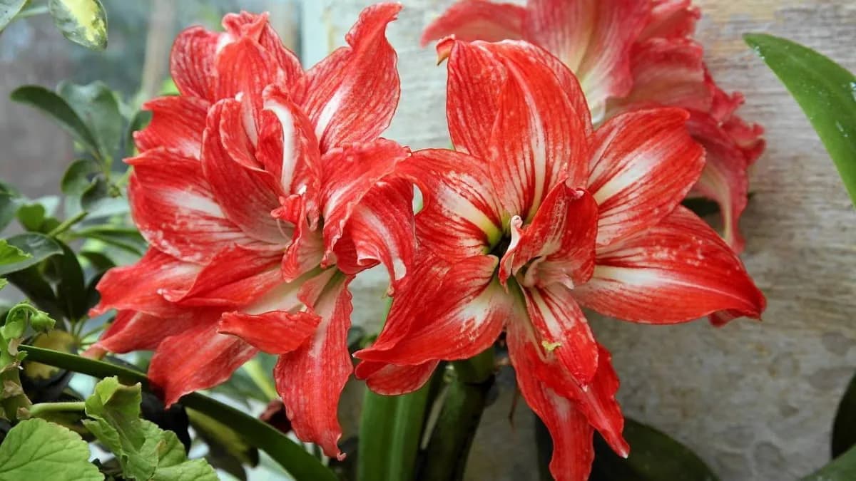 Jak uprawiać amarylis: proste kroki do pięknych kwiatów w domu