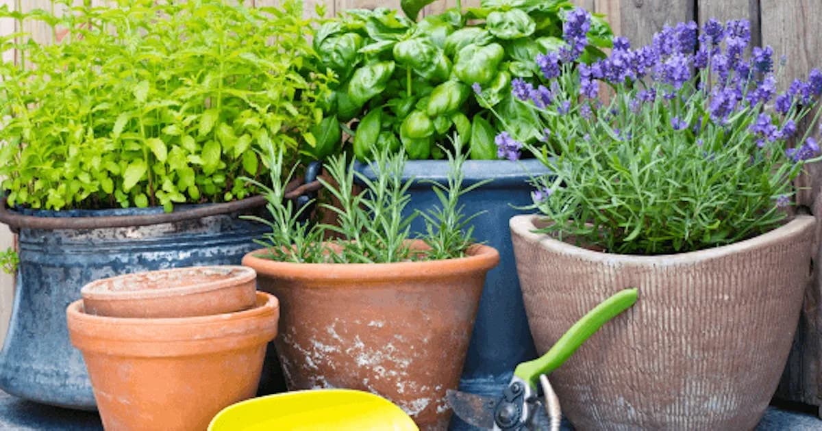 Jak uprawiać zioła na balkonie i uniknąć najczęstszych błędów