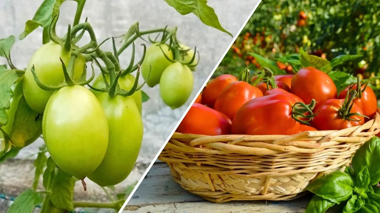 Jak uprawiać pomidory lima: skuteczne techniki i porady pielęgnacyjne