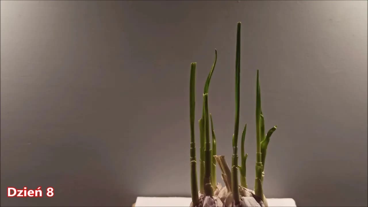 Jak uprawiać czosnek w domu - proste sposoby na obfite plony