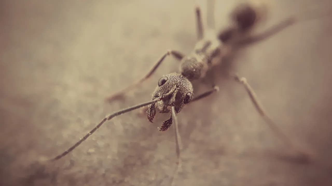 Jak zacząć hodowlę mrówek: kluczowe kroki i najczęstsze błędy