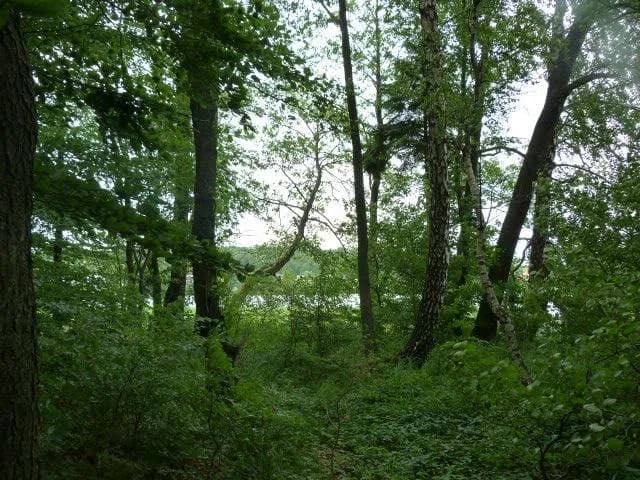 Rezerwat przyrody Ostrzycki Las: tajemnice fauny i flory czekają