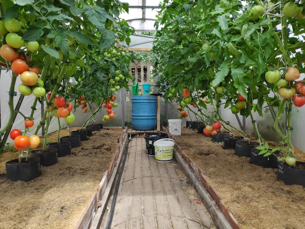 Jak uprawiać pomidory w szklarni: proste sposoby na zdrowe plony