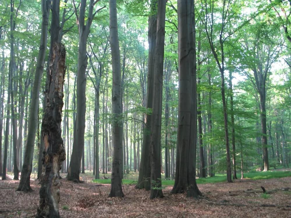 Rezerwat przyrody Las Murckowski: Odkryj jego unikalne piękno i historię