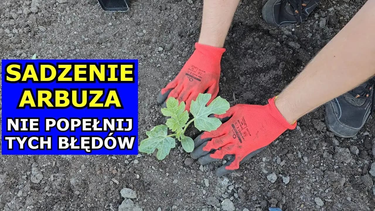 Jak uprawiać arbuzy skutecznie i uniknąć najczęstszych błędów