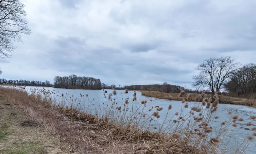 Rezerwat przyrody Stawy Raszyńskie: Odkryj jego unikalne bogactwo natury