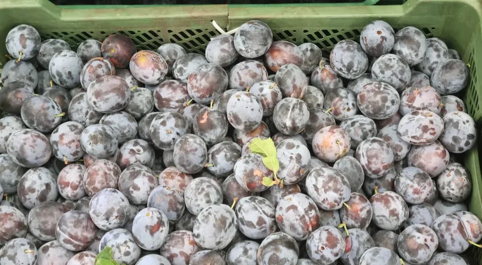 Sezon na śliwki kiedy: poznaj najlepszy czas na świeże owoce