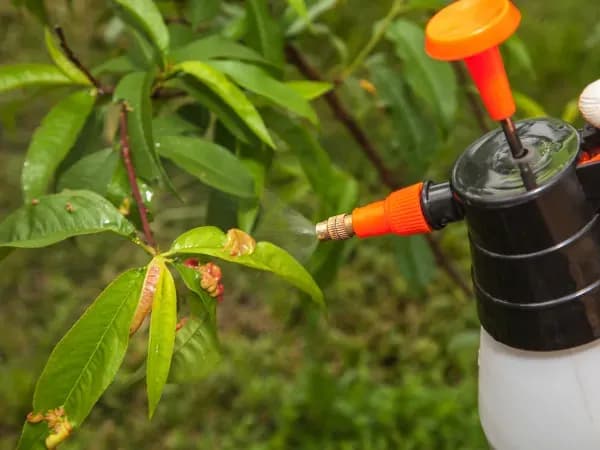 Kiedy opryskiwać brzoskwinie, aby uniknąć chorób i szkodników?