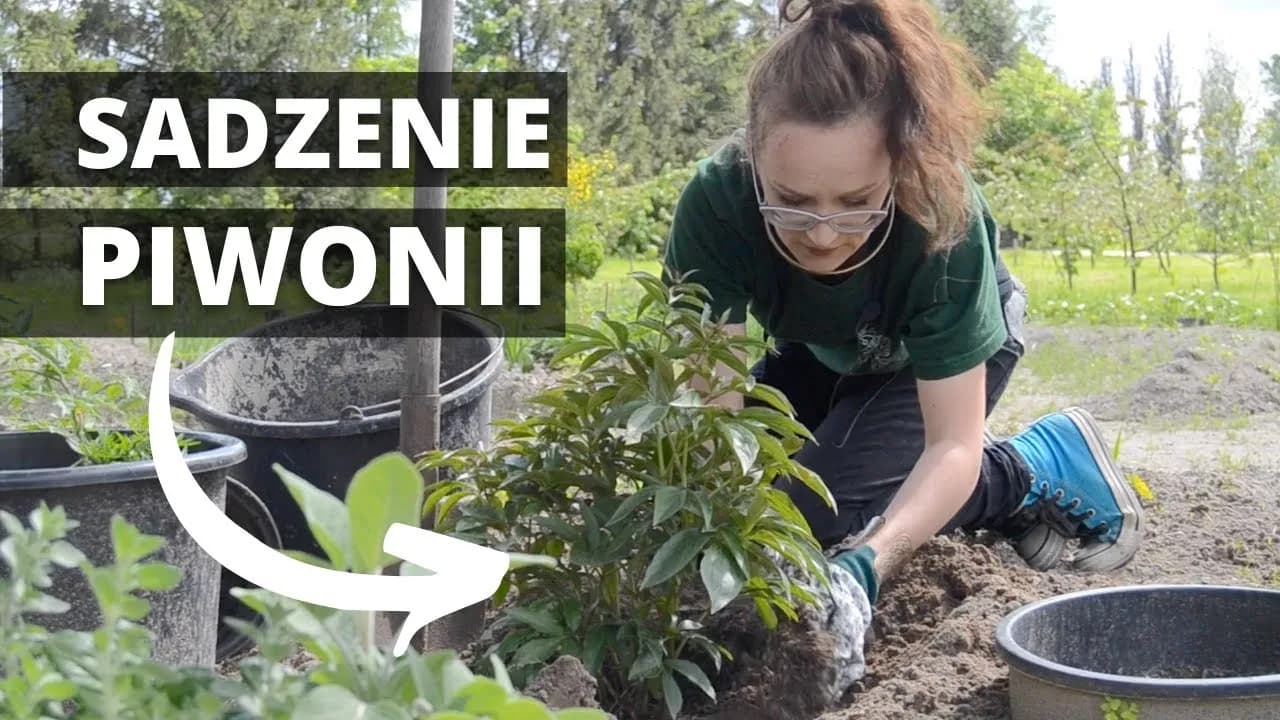 Piwonie jak uprawiać: 5 kluczowych kroków do pięknych kwiatów