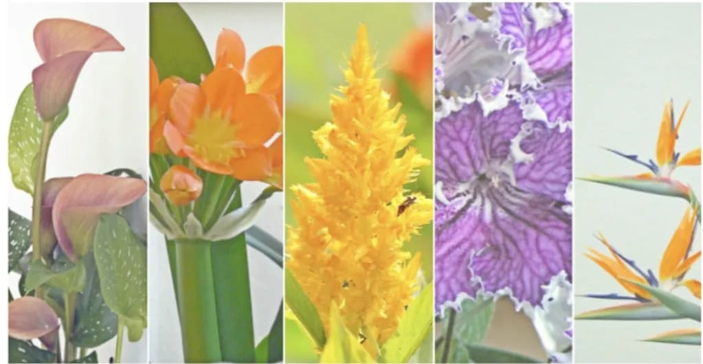 Co uprawia się w Afryce? Odkryj zaskakujące rośliny i ich znaczenie