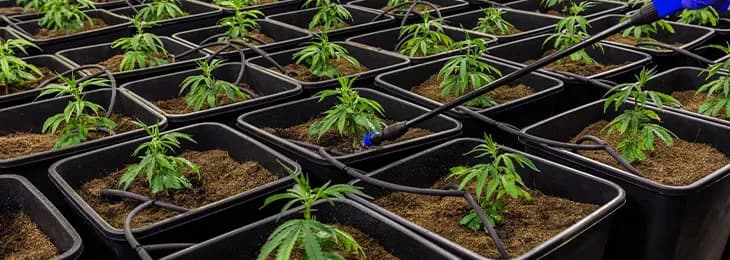 Co grozi za hodowle marihuany w Polsce? Sprawdź kary i ryzyko