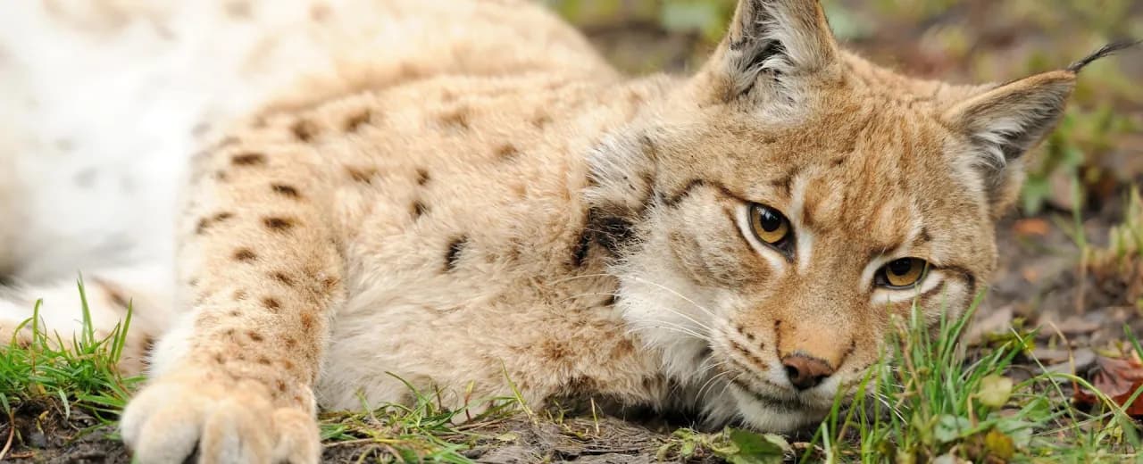 Dlaczego ryś jest zagrożony wyginięciem i co możemy zrobić, by go uratować