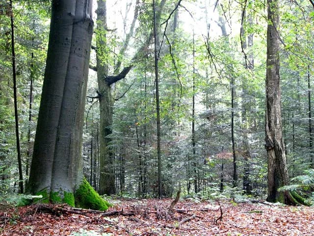Rezerwaty przyrody w województwie łódzkim – odkryj ich niezwykłe piękno