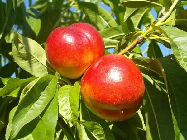 Kiedy jest sezon na nektarynki? Oto, co musisz wiedzieć o zbiorach