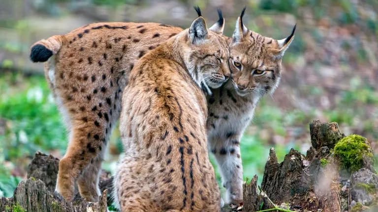 Jak chronić gatunki zagrożone wyginięciem i uratować naszą planetę