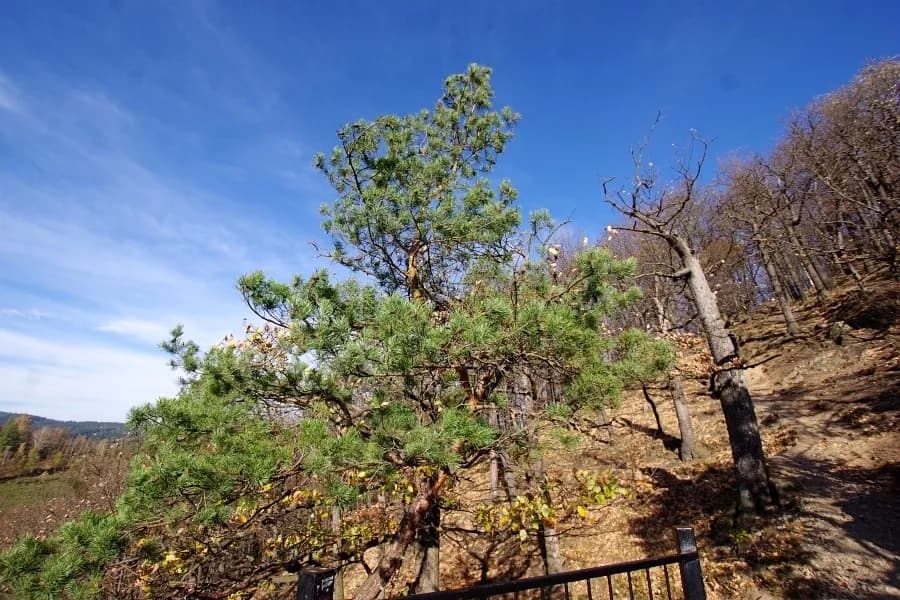 Rezerwat przyrody Góra Choina - unikalne miejsce pełne tajemnic