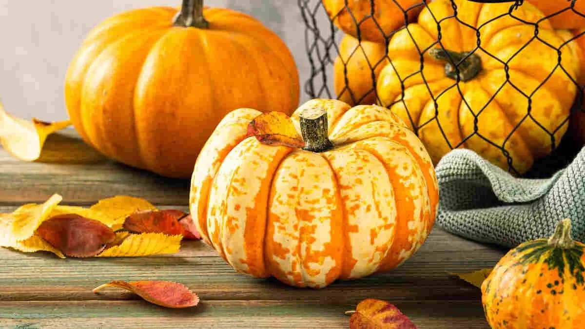 Sezon na dynie: do kiedy trwa i jak zbierać je w najlepszym czasie