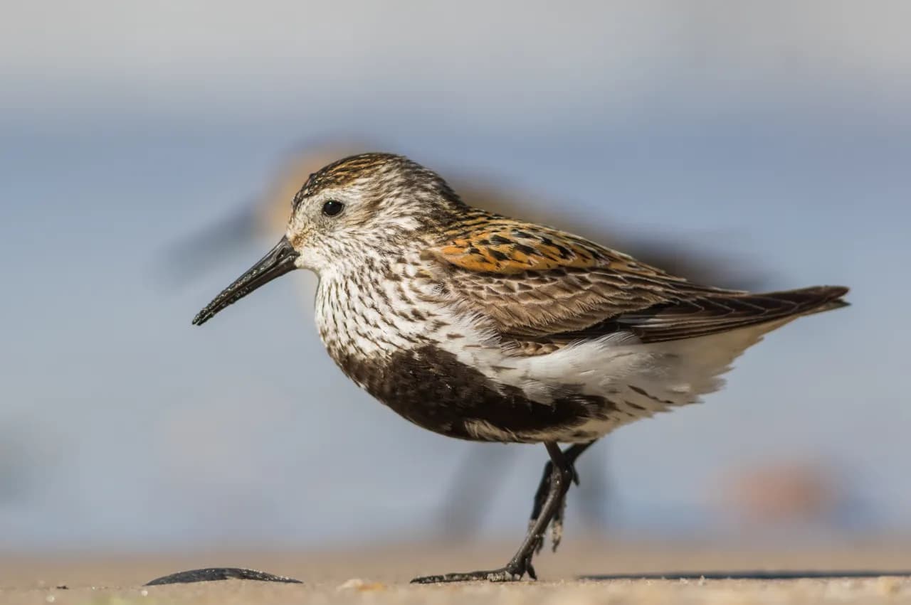 Rezerwat przyrody Ptasi Raj: Odkryj niezwykły świat ptaków i roślin