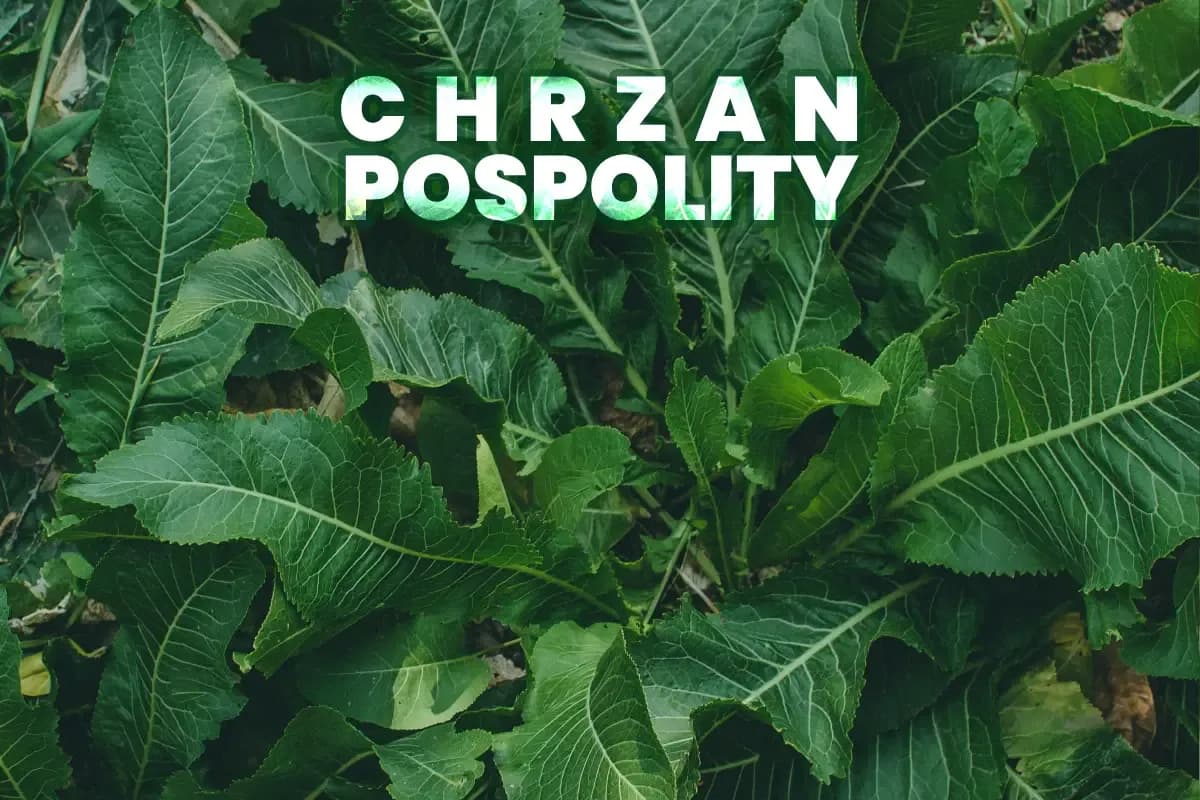 Jak uprawiać chrzan na działce? Sprawdź, jak uniknąć błędów