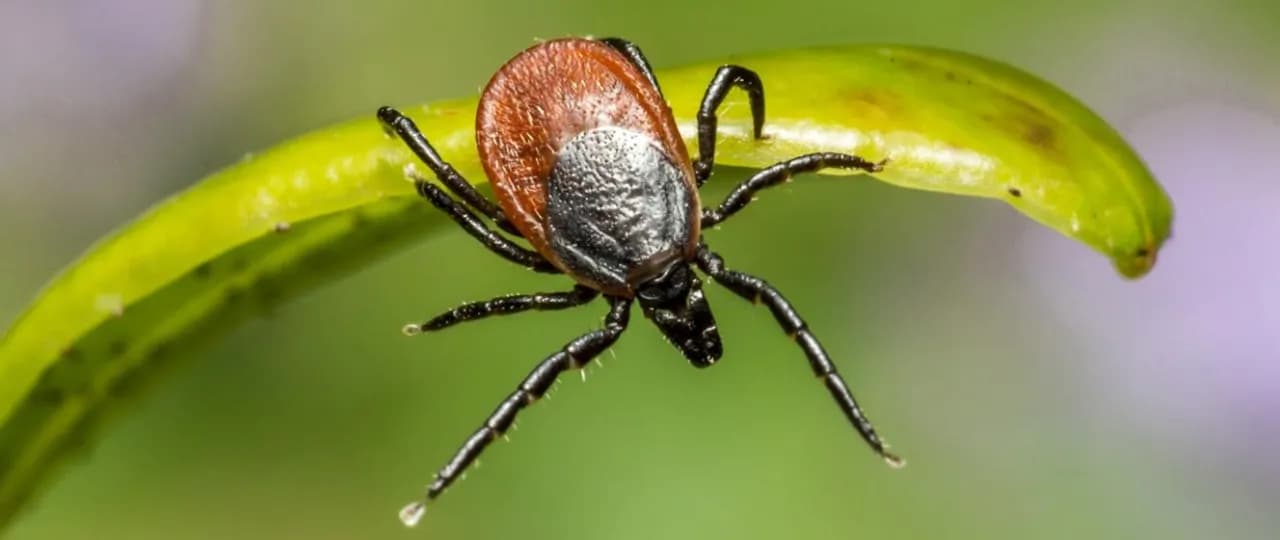 Kiedy jest sezon na kleszcze? Dowiedz się, jak się chronić przed nimi