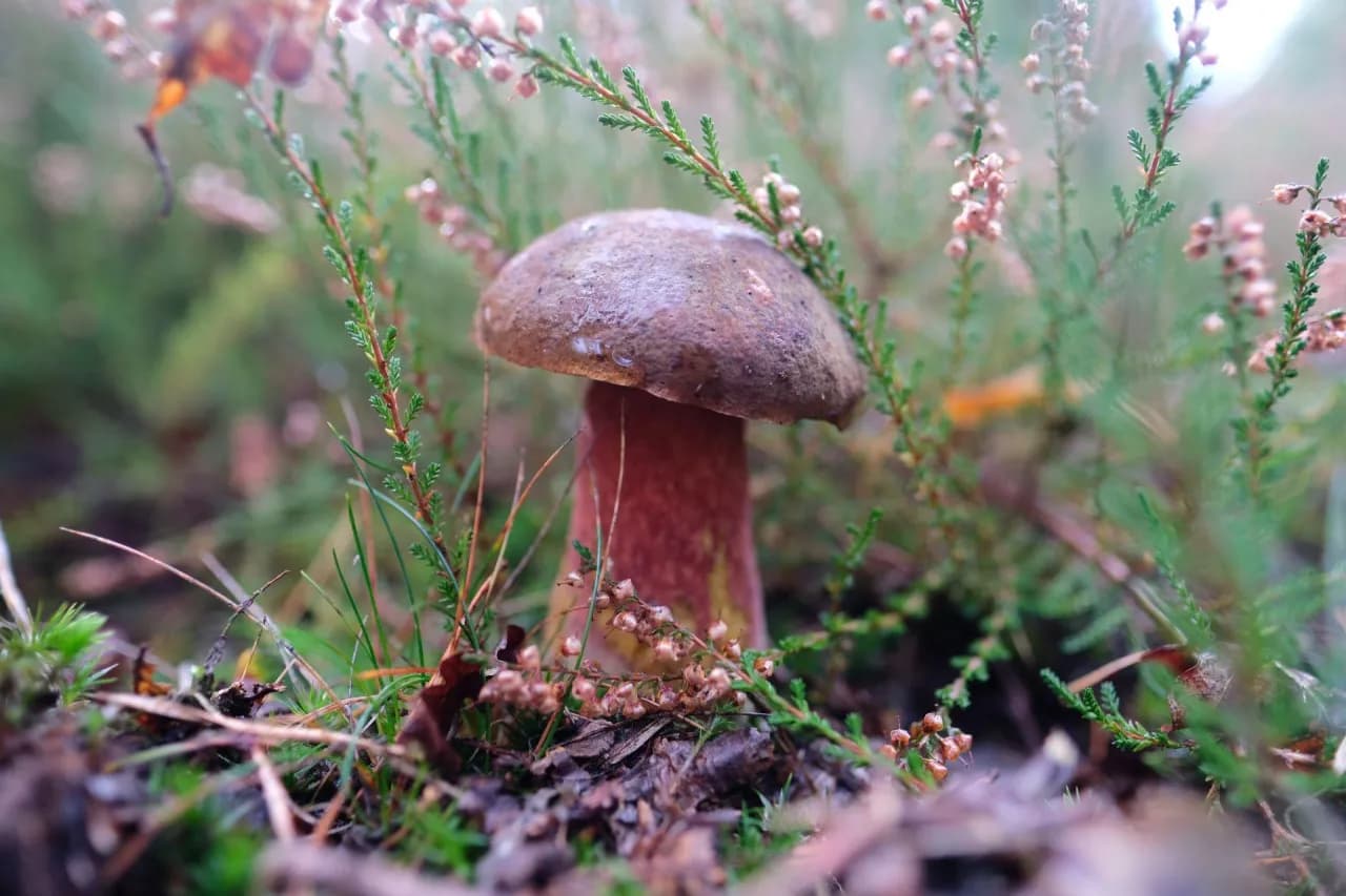 Kiedy sezon na maślaki? Odkryj najlepszy czas na zbieranie tych grzybów