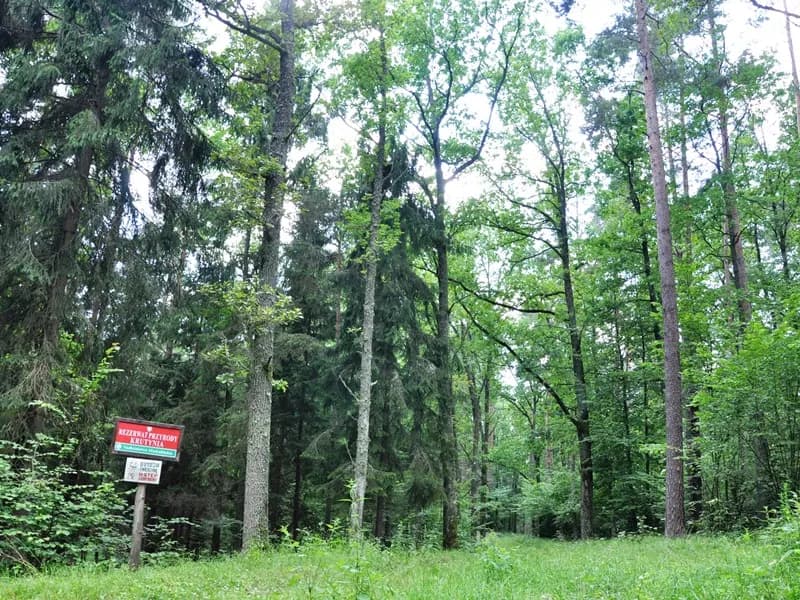 Rezerwat przyrody Krutynia: piękno natury i szlaki do odkrycia