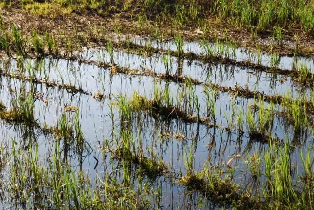 Czy w Polsce uprawia się ryż? Fakty, które mogą Cię zaskoczyć