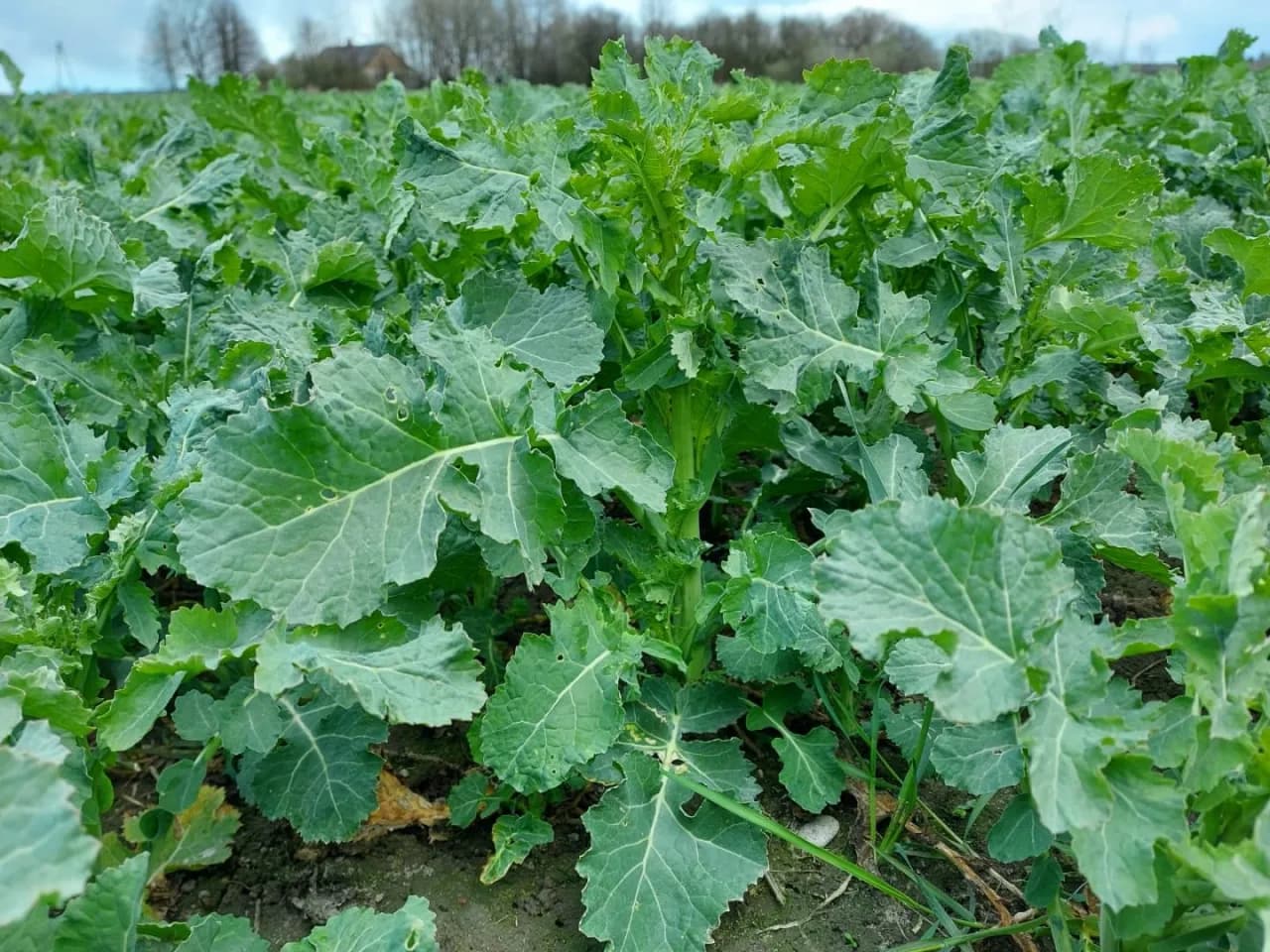 Gdzie uprawia się rzepak w Polsce? Odkryj kluczowe regiony i statystyki