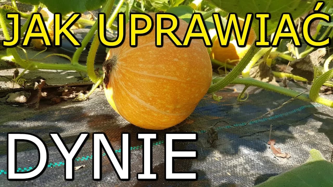Jak uprawiać dynię: proste metody, które ułatwią zbiór owoców