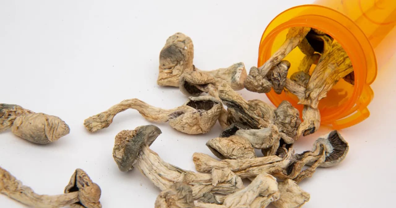 Sezon na grzyby halucynogenne: kiedy je znaleźć i jak je rozpoznać