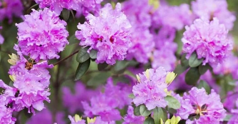 Jak uprawiać rododendrony - uniknij najczęstszych błędów w pielęgnacji