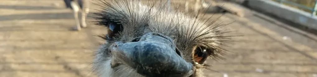 Hodowla strusi jak zacząć – kluczowe kroki do sukcesu w farmie