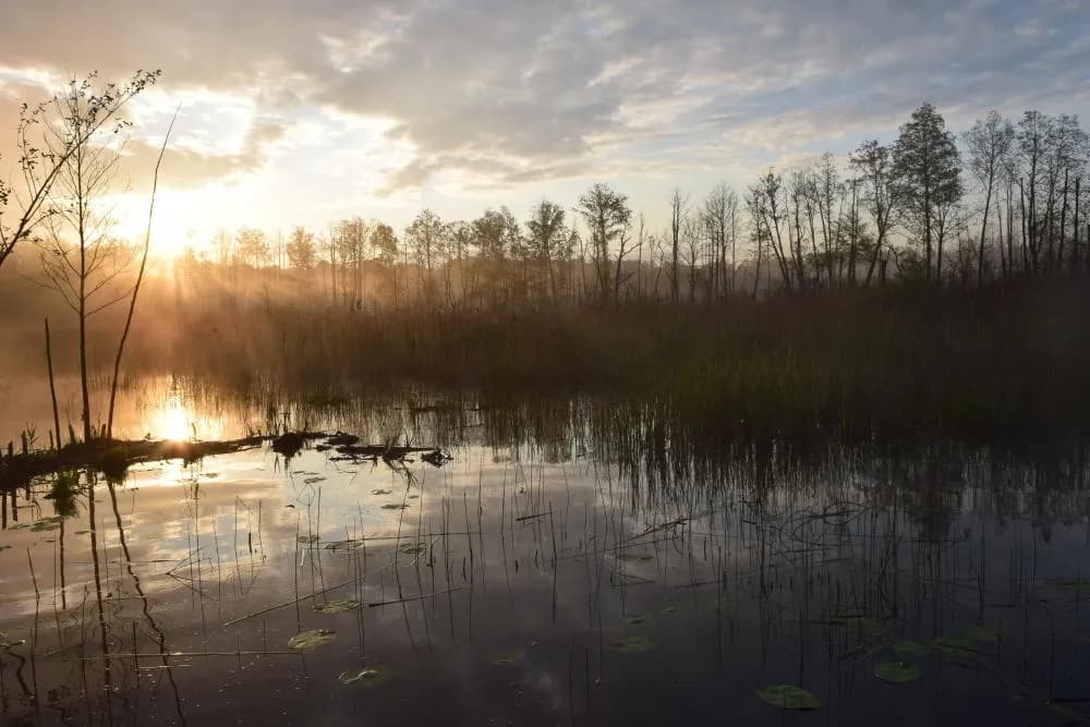 Rezerwat przyrody Trzy Jeziora - odkryj jego unikalne piękno i faunę