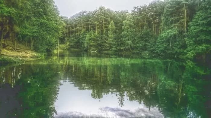 Rezerwat przyrody Dolina Żabnika - tajemnice natury i szlaki do odkrycia