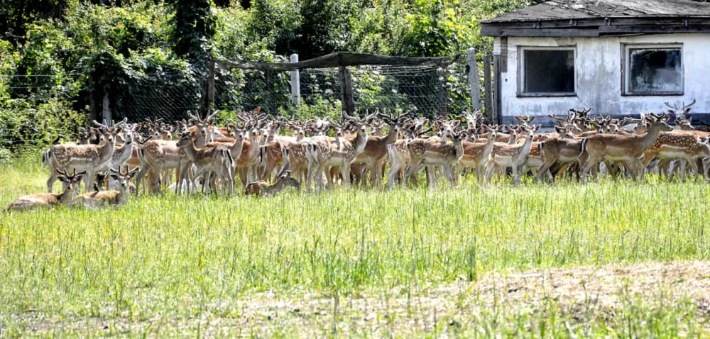 Czy hodowla danieli jest opłacalna? Sprawdź zyski i ryzyka tej branży