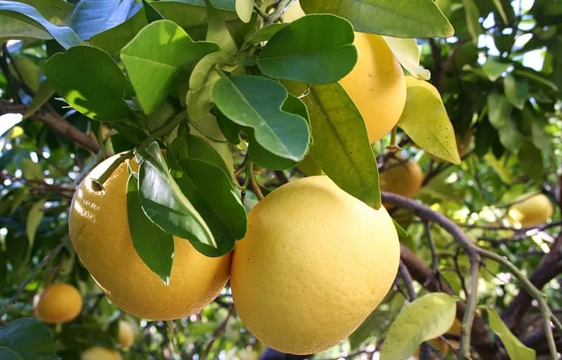 Kiedy jest sezon na grejpfruty i jak wybrać najlepsze owoce?