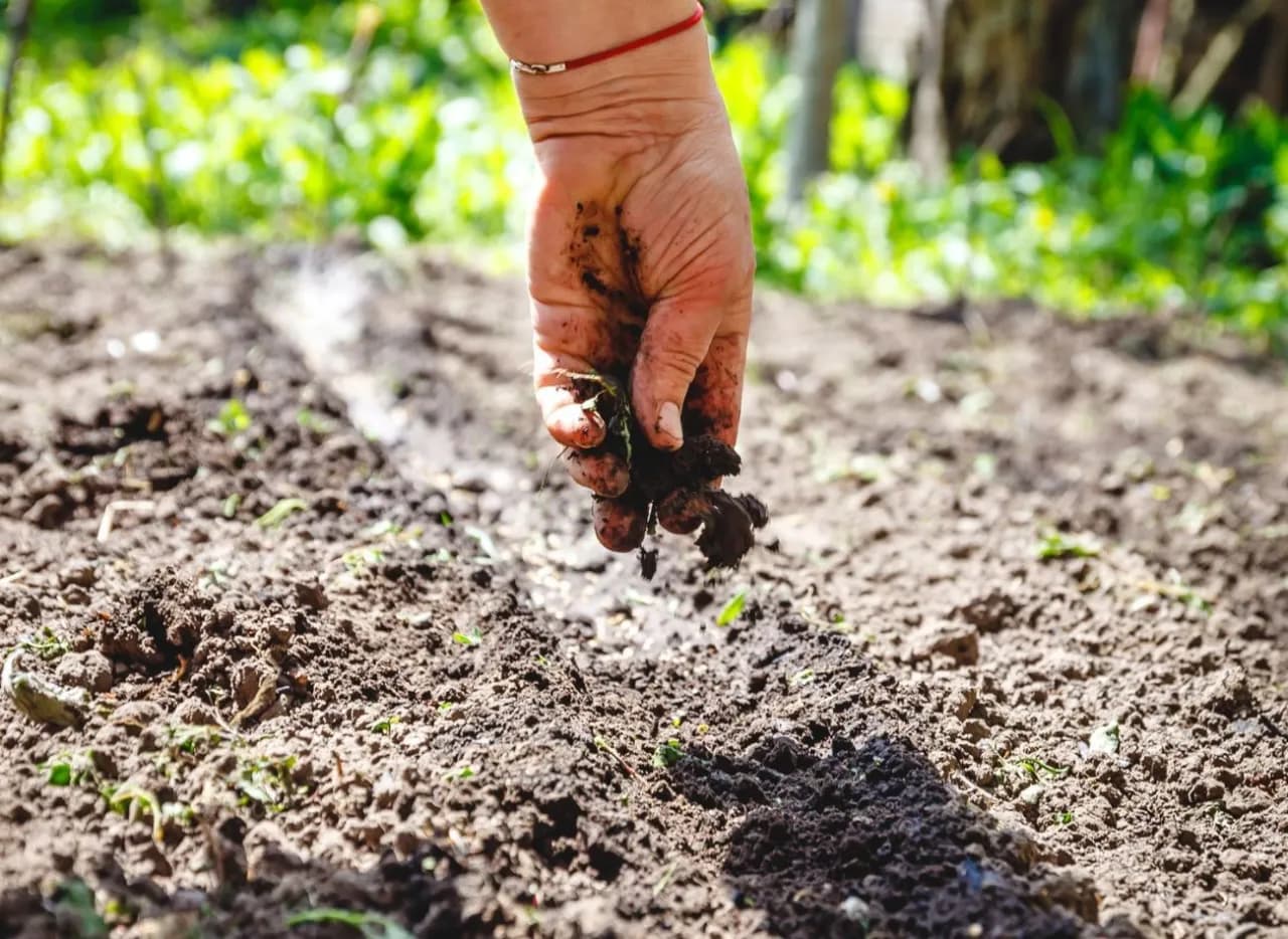 Co uprawiać po ziemniakach, aby poprawić jakość gleby i plony