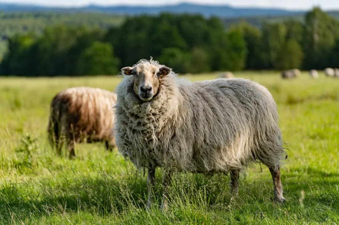 Czy hodowla owiec jest opłacalna? Kluczowe czynniki wpływające na zyski
