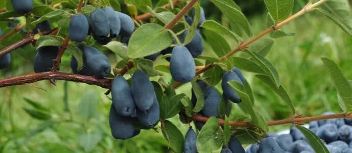 Jak uprawiać jagodę kamczacką i cieszyć się obfitymi plonami