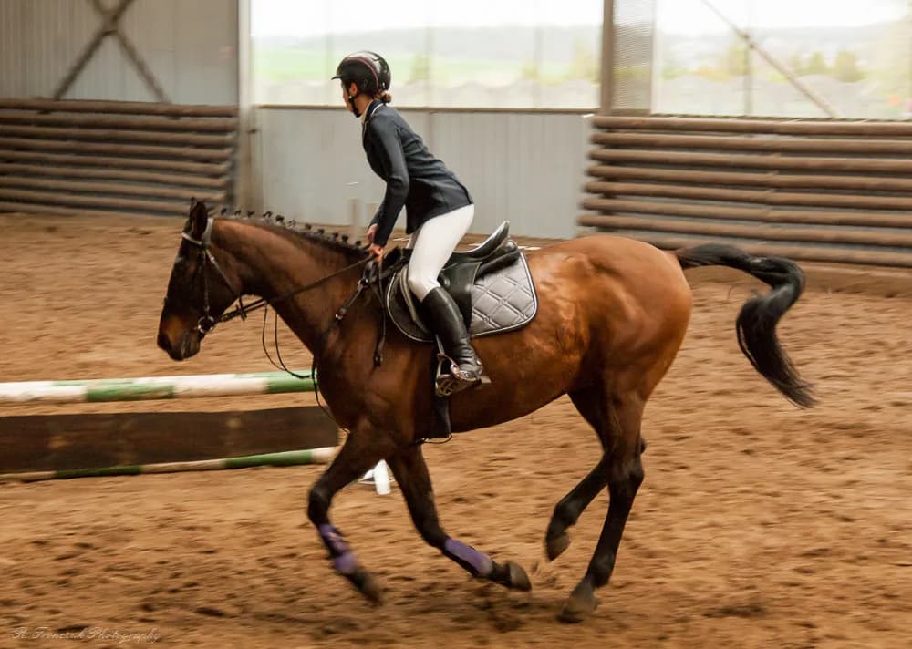 Jakie są przedmioty w technikum hodowli koni? Odkryj pełny program nauczania